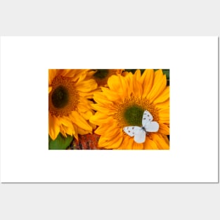 Beautiful White Butterfly On Sunflower Posters and Art